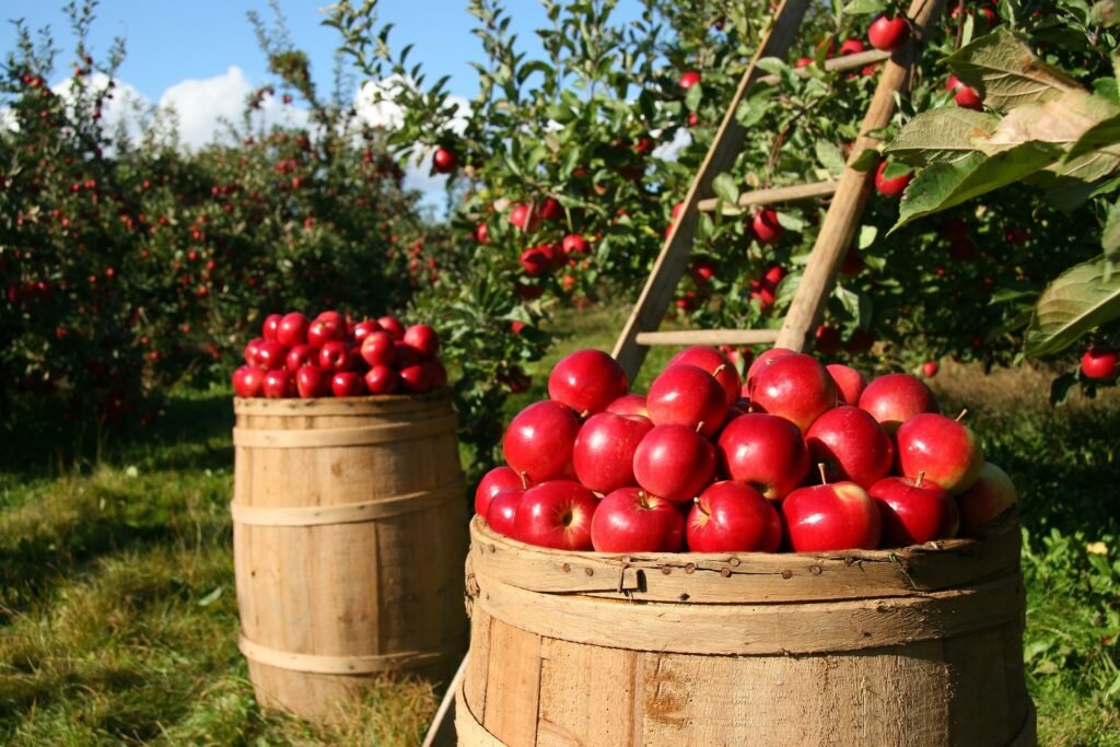 Apple farm. Harvested apples in two farm drums