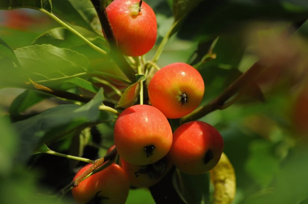 Apple tree that's ready for harvesting