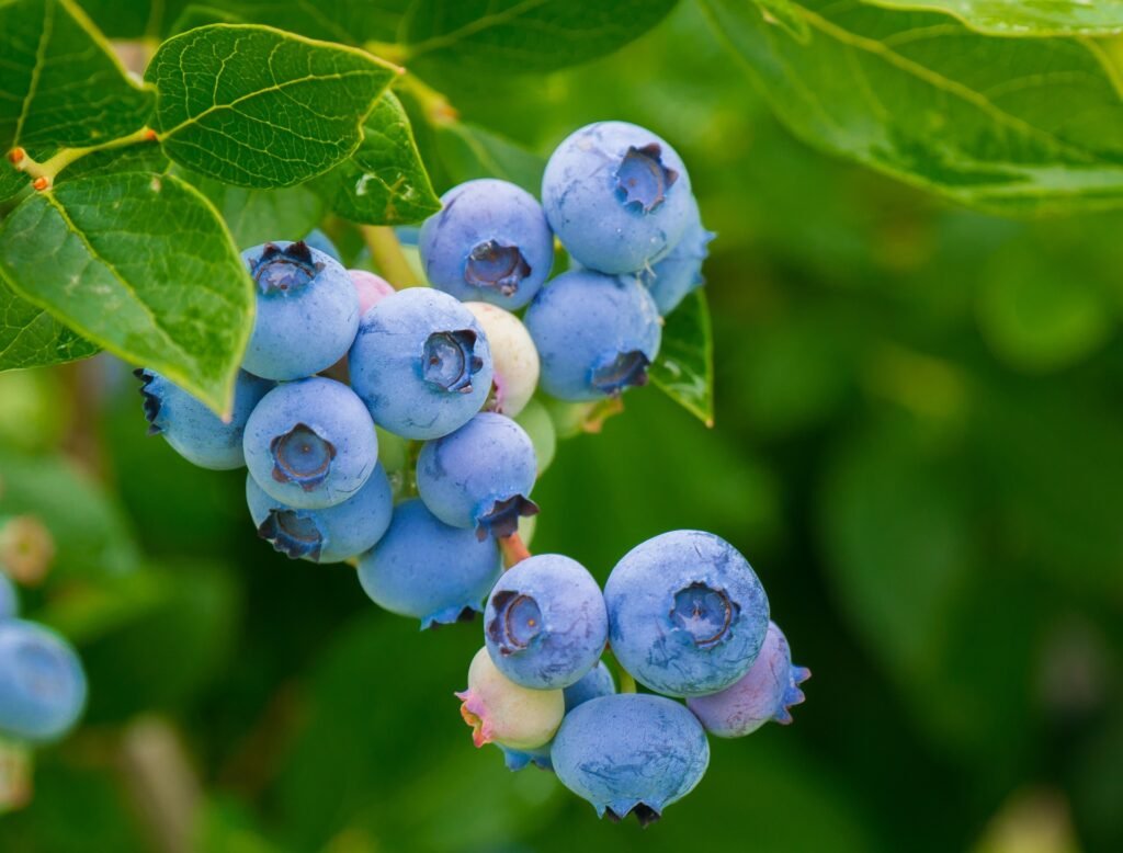 Blueberries ready to be harvested