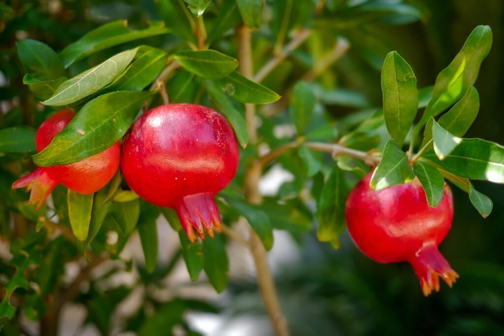 Pomegranates plant