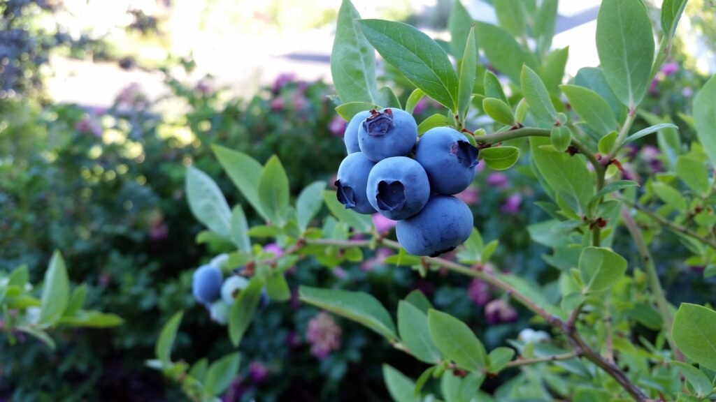 Blueberries