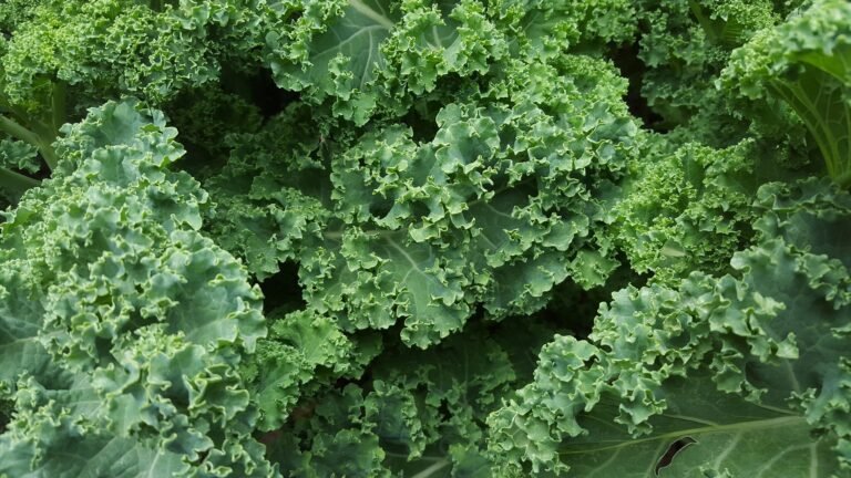 15 Proven Health Benefits of Kale